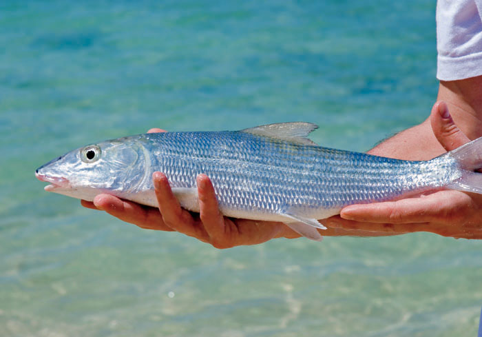 bonefish For those who live or travel to the coasts of the United States fly - photo 7