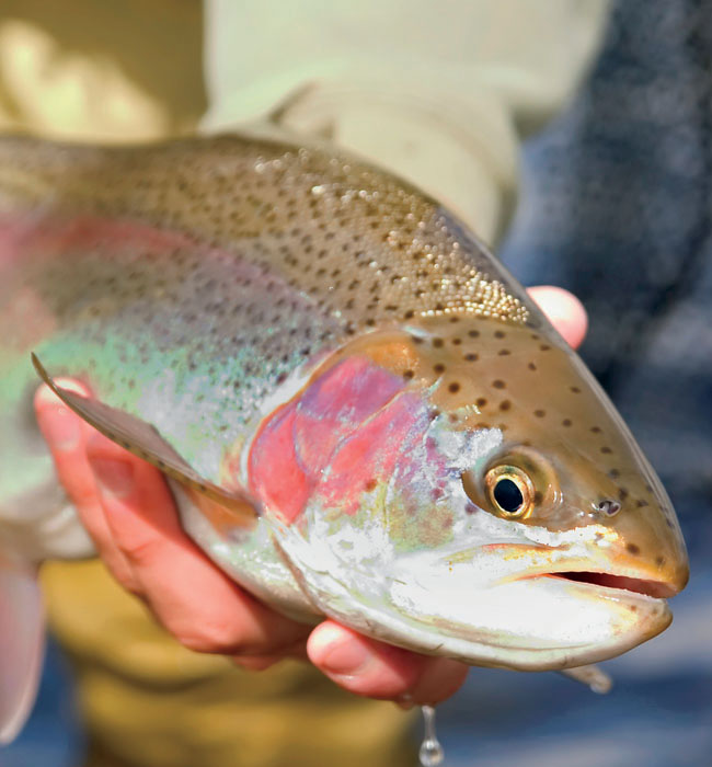 rainbow trout FACT Brown trout usually grow larger than brook or rainbow - photo 5