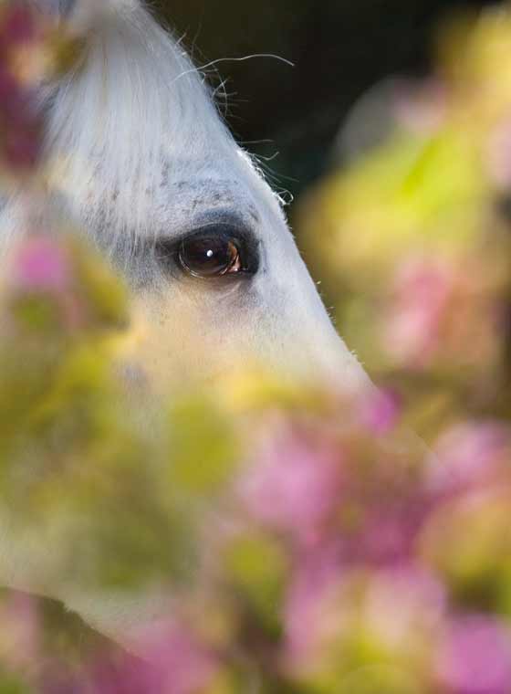 Marlitt Wendt How Horses Feel and Think Understanding Behaviour Emotions and - photo 2