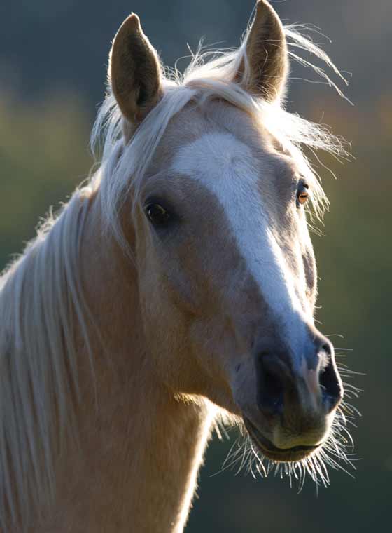 A Journey of Discovery into Equine Psychology A Journey of Discovery into - photo 4