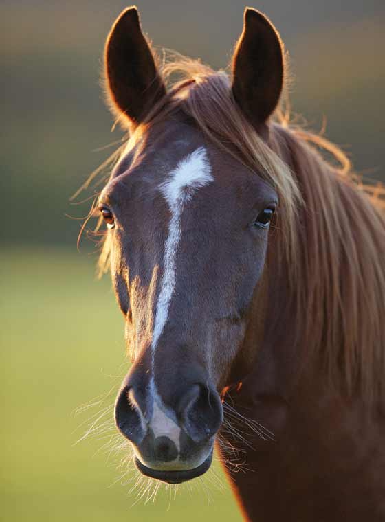 The Ethology and Evolution of the Horse The Ethology and Evolution of the Horse - photo 5