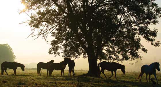 The Ethology and Evolution of the Horse The Ethology and Evolution of the Horse - photo 6