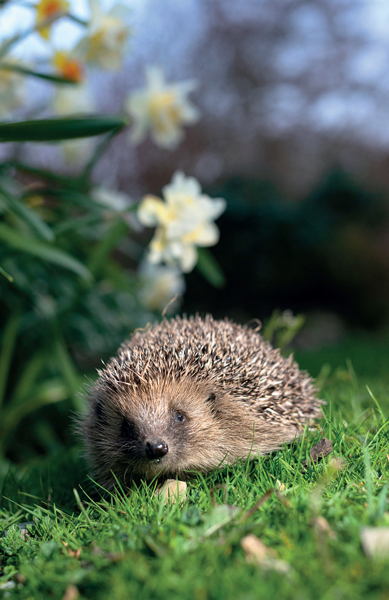 Gardens are a vital resource for wildlife and a major contributor to - photo 4