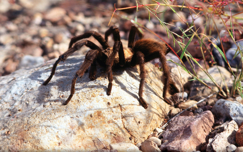 Image Credit 2011 Photoscom Spiders are one of many kinds of desert - photo 3