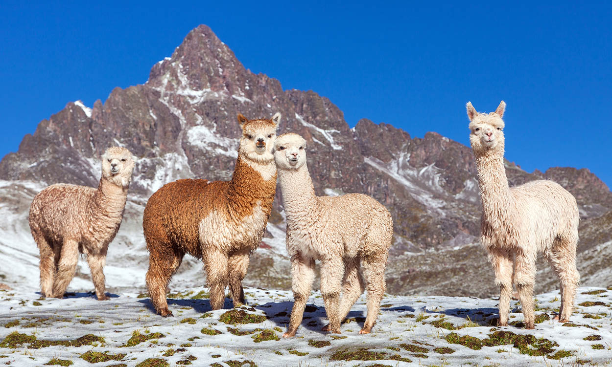 Cameloids Peru is home to four types of cameloid llamas alpacas guanacos - photo 13