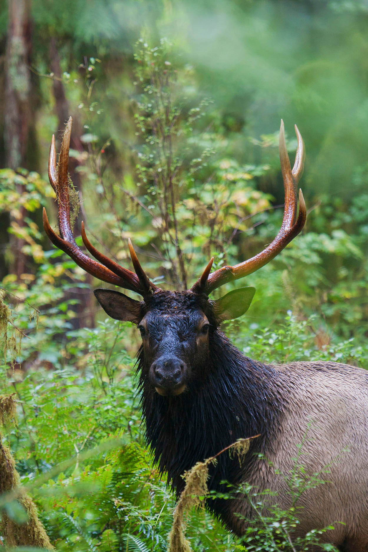 Olympic National Park Washingtons most amazing park extends from the wildest - photo 5