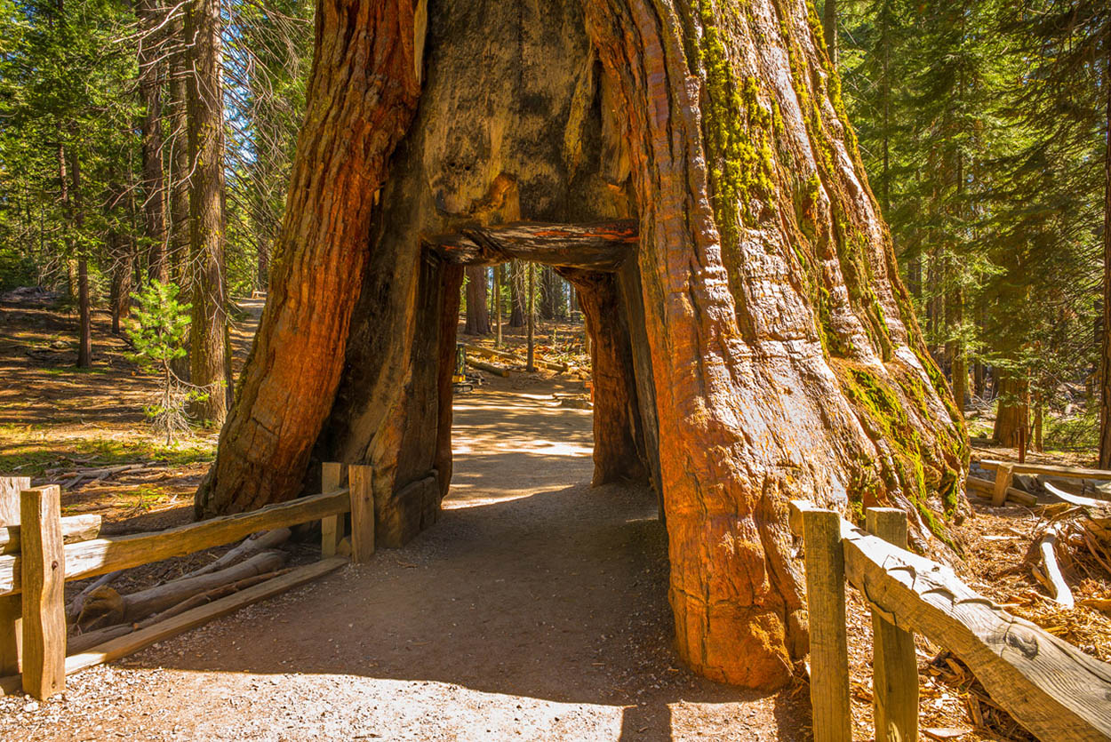 Redwood forests Awe-inspiring ancient redwoods tower over visitors in - photo 8