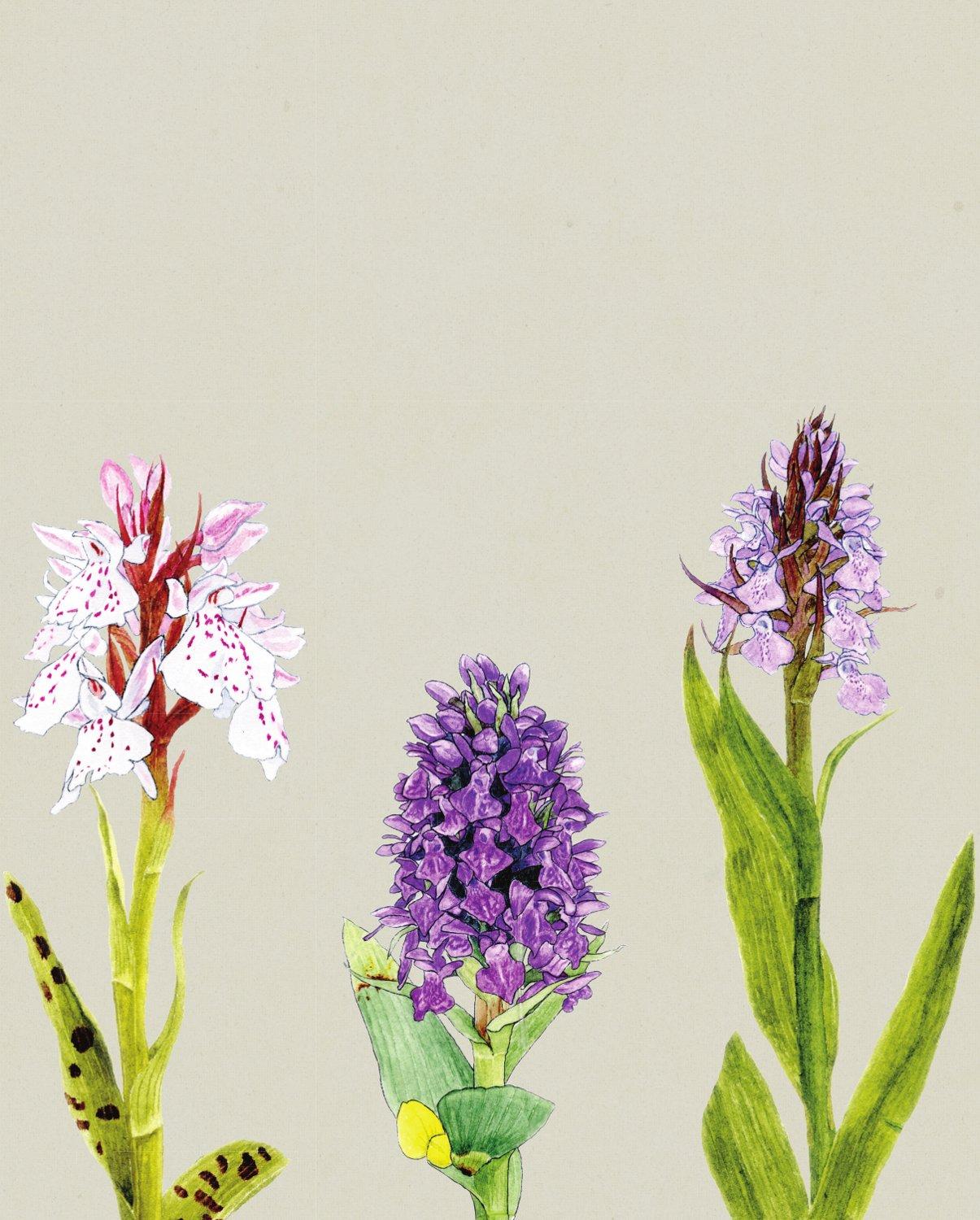 Contents Common Spotted Orchid Dactylorhiza fuchsii Wilson sends - photo 1