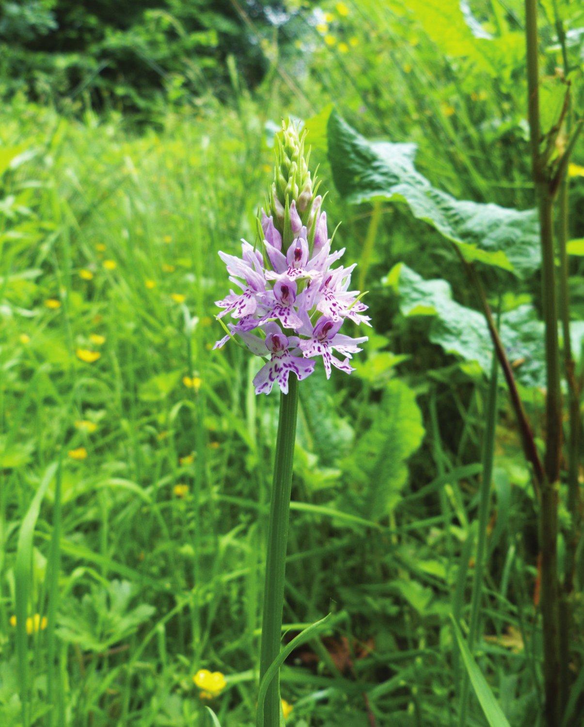 Common Spotted Orchid Dactylorhiza fuchsii Wilson sends thanks to the - photo 3