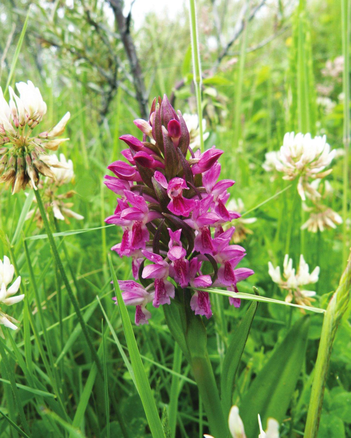 Early Marsh Orchid Dactylorhiza incarnata Having native orchids growing - photo 4