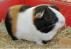 Dutch Guinea Pig The Dutch rabbit has a black coat with white markings It can - photo 3