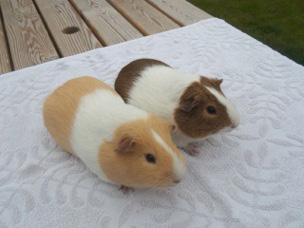 wwwigncom The Abyssinian This particular guinea pig has an adorable fluffy - photo 4