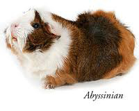 Cavy madness The Peruvian This is a long-haired guinea pig that can grow hair - photo 5