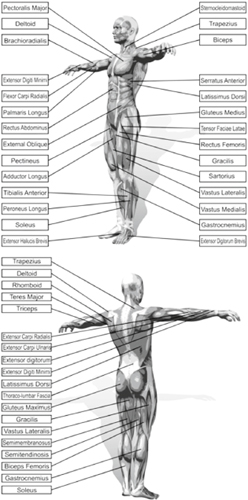 Throughout this book I will frequently refer to muscles by name I have placed - photo 2