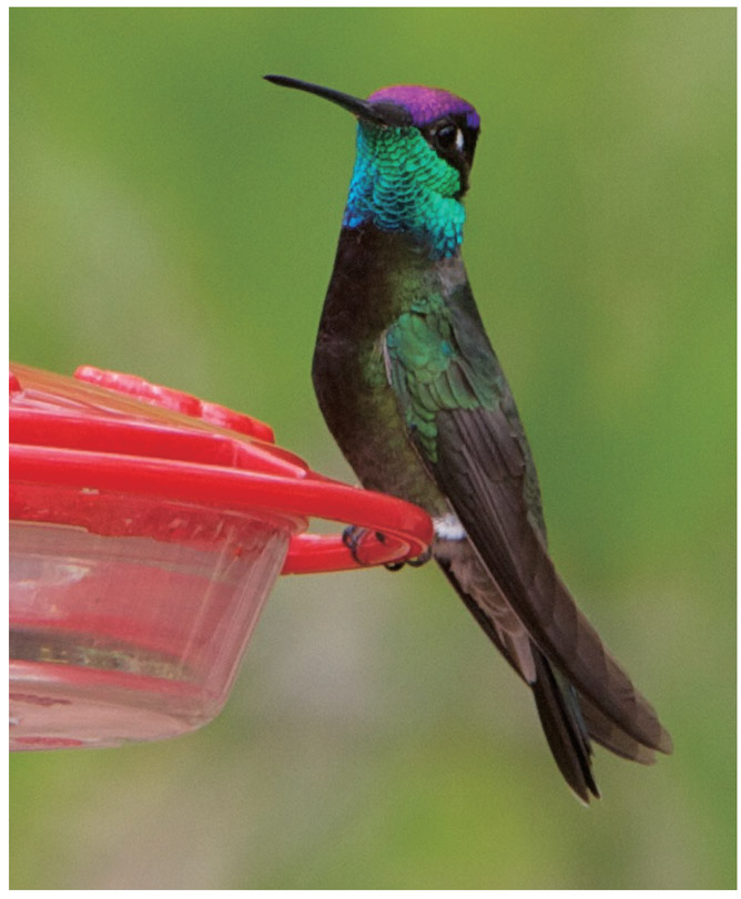 A male magnificent hummingbird rests in the sunlight APPENDIX A SEASONAL - photo 3