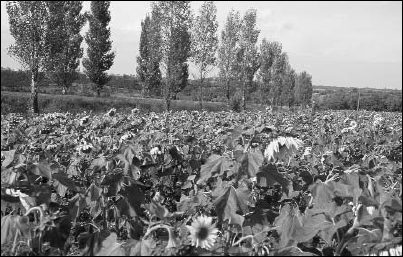 A field of sunflowers a pominent Mennonite crop in the former colony of - photo 3