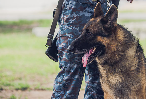 Civil War Dog We have found that when we speak with groups it is not uncommon - photo 2