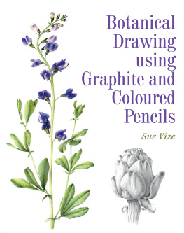 Sue Vize - Botanical Drawing using Graphite and Coloured Pencils