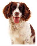 The Complete Guide to English Springer Spaniel - photo 4