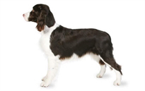 The Complete Guide to English Springer Spaniel - photo 5