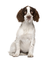 The Complete Guide to English Springer Spaniel - photo 6