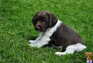 The Complete Guide to English Springer Spaniel - photo 7