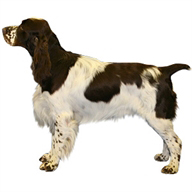 The Complete Guide to English Springer Spaniel - photo 9