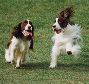 The Complete Guide to English Springer Spaniel - photo 10