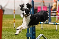 English Springer Spaniel DECISIONS - photo 14