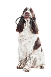 English Springer Spaniel DECISIONS - photo 15