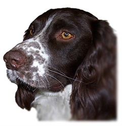 English Springer Spaniel DECISIONS The Right And Wrong Reasons For - photo 17