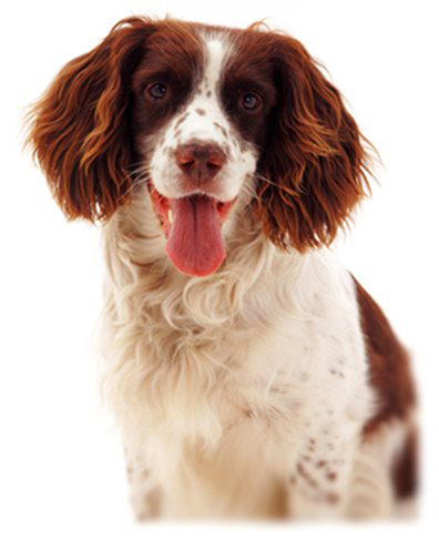 The Right And Wrong Reasons For Purchasing An English Springer Spaniel - photo 18