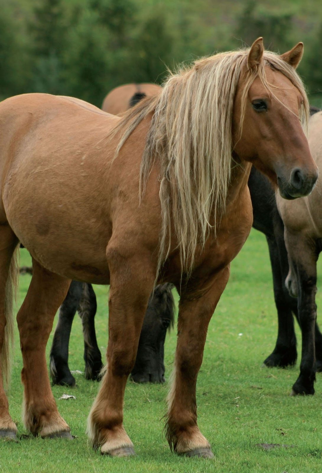 Barefoot Horse Keeping The Integrated Horse - image 1