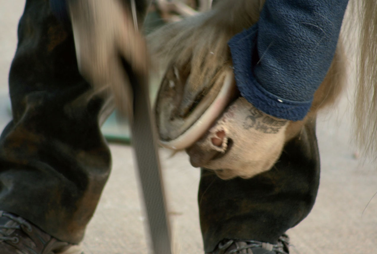 Trimming in practice Successful barefoot horse keeping requires education - photo 5