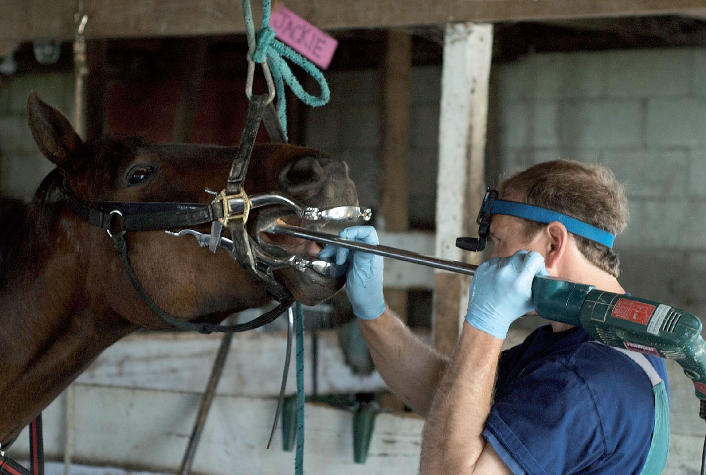 Equine dentistry Image courtesy of Pete Markham from Loretto USA Equine - photo 6