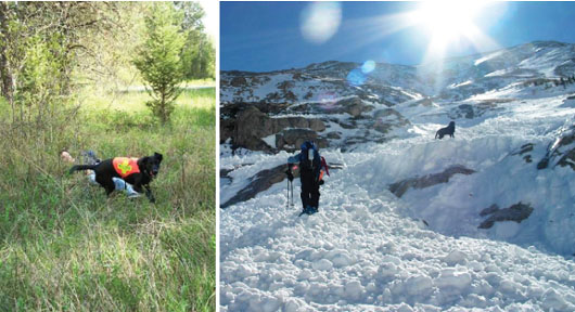 The revised edition of READY Training the Search and Rescue Dog has taken as - photo 4