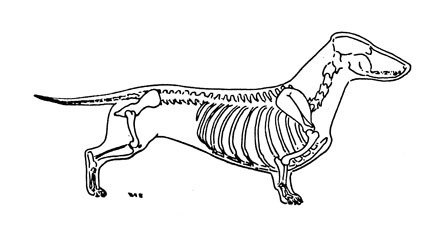 Here is a variety of dog developed through selective breeding to ferret pests - photo 1