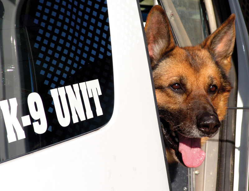 K is for K-9 These police dogs help to fight crime Theyre catching criminals - photo 12