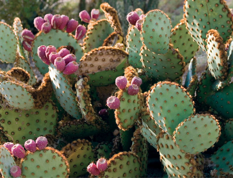 P is for Prickly Pear Cactus This flowering cactus has thorns that will poke - photo 17