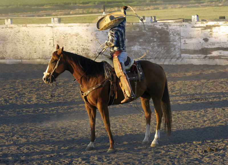 V is for Vaqueros Vaqueros the first cowboys stood tall in the saddle - photo 23