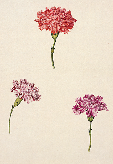 Dianthus caryophyllus from the Florilegium of Alexander Marshal c 16201682 - photo 5