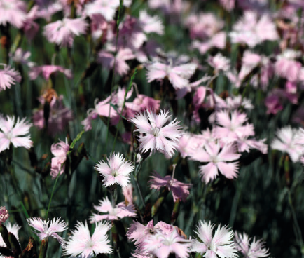 The Cheddar pink Dianthus gratianopolitanus Grey-green foliage is a - photo 8