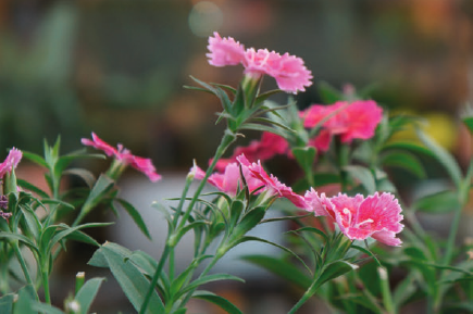 Grey-green foliage is a distinctive feature of the carnation and pink Tracing - photo 9