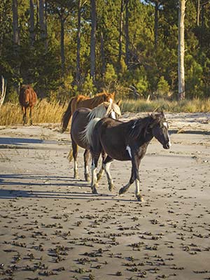 wild ponies on Chincoteague Island a barn in Middleburg - photo 6