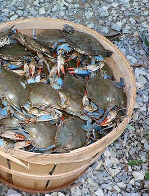 a basket of blue crabs a Civil War cannon at Antietam National Battlefield - photo 8