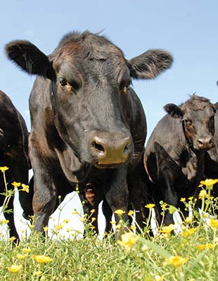 cows in a Maryland field cherry blossoms in Washington DC Where to Go - photo 15