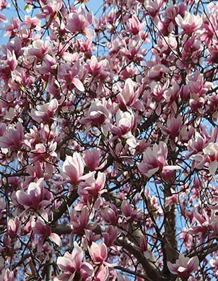 cherry blossoms in Washington DC Where to Go BALTIMORE The city of - photo 16