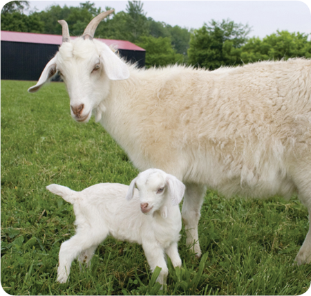 Mother goats are called does or nannies Father goats are called bucks or - photo 22