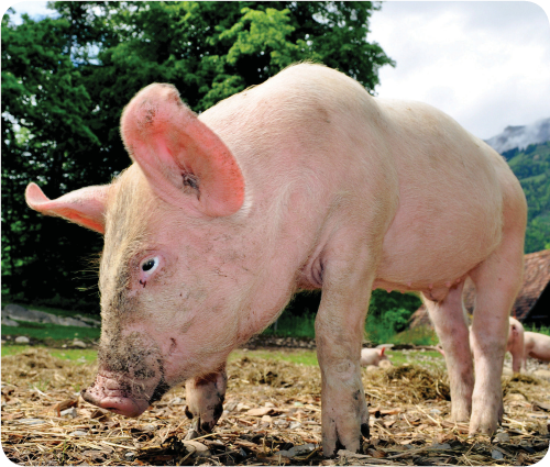 Pigs have a snout for a nose and a small curly or straight tail They have a - photo 25
