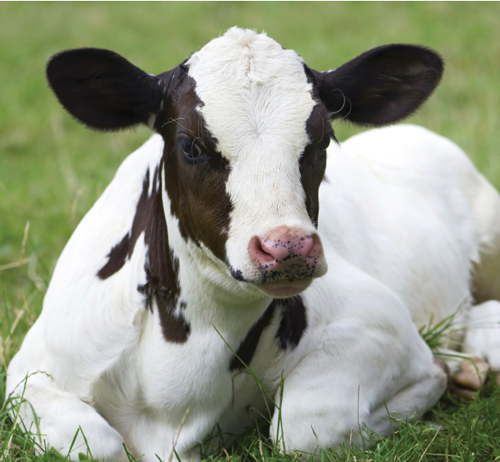 Baby cows are called calves Cows carry their babies for nine months before - photo 13